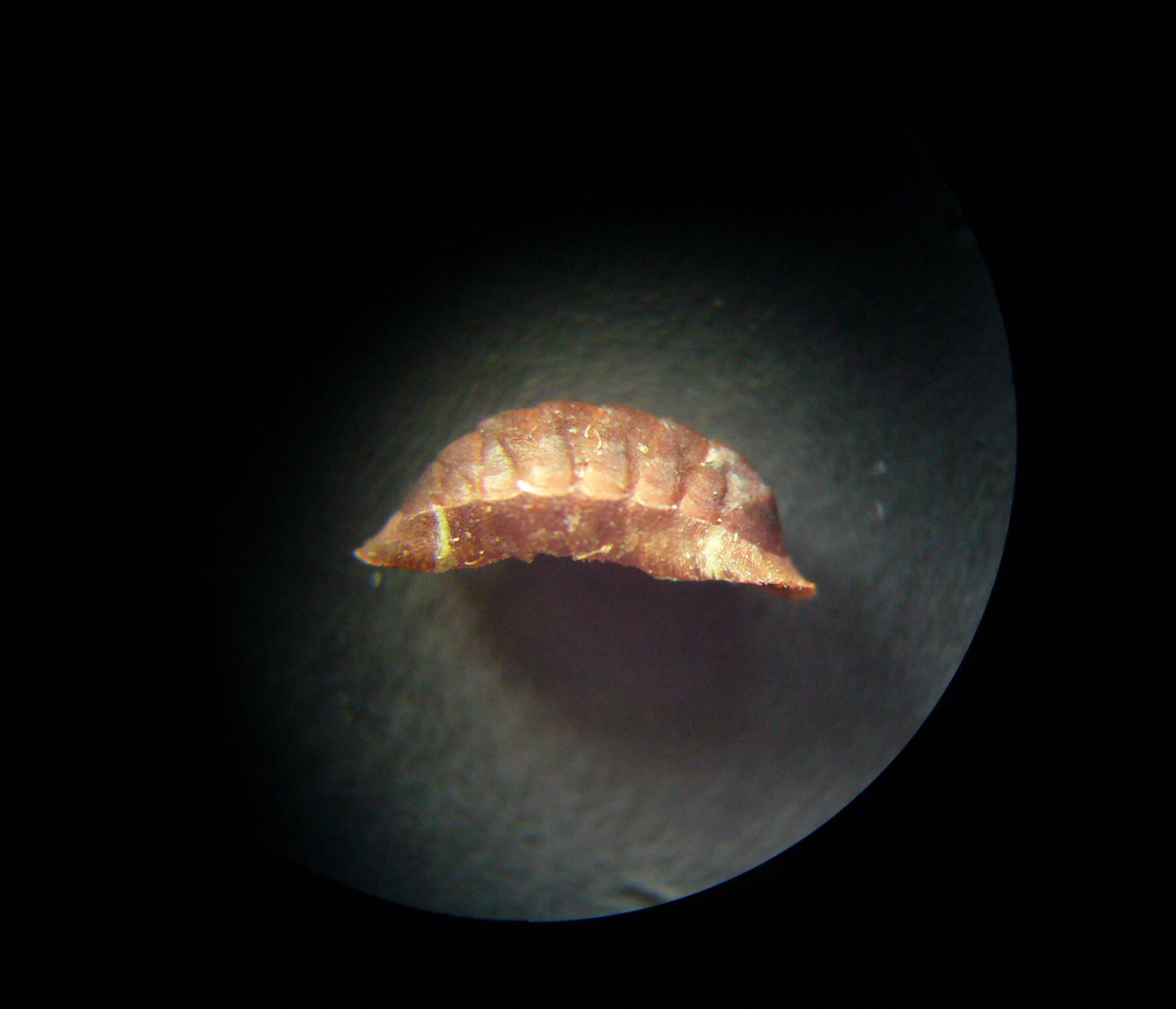 Callochiton septemvalvis